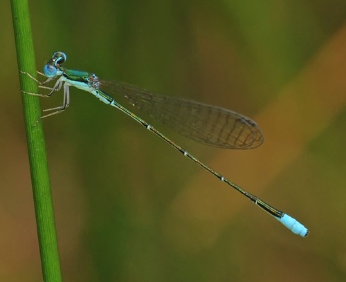 Male
2011_07_24_Macon_NC